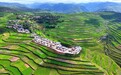 甘肃岷县:兴种业强链条 千年药乡的破局密码