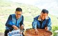 乡村行 看振兴|新农人咖啡园里“慧”种地