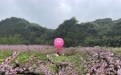 提前十余天盛开!打卡成都邛崃这片千亩桃林,还有这些新耍法