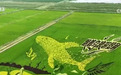观景赏美不误颗粒归仓 以大地为纸、稻禾作墨,方寸田畴有巧思尽显惜粮初心