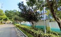 優化二龍喉公園生態環境 打造蝴蝶友善花園