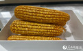 活力中国调研行丨这粒“超级玉米”,正悄悄改变你的餐桌