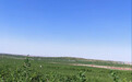 活力中国调研行|农文旅融合发展的宁夏样本:耗时超十年,荒漠变成万亩枸杞绿洲