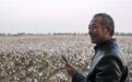 图片故事丨采棉天山秋野间(20)