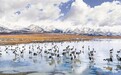 守好雪域绿水青山 —拉萨市当雄县走出高寒牧区绿色发展新路径