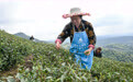 共建“万亩茶海”协同增收致富