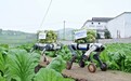 科技助农!云深处机器狗走进田间助力农民丰收
