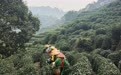 春分龙井开茶,看一片鲜叶重焕古老茶村