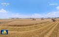 【在希望的田野上】西南麦区迎来大面积收获