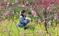 湖北屈家岭:“一朵桃花”成为激活乡村振兴“金钥匙”