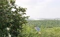 大别山油茶“榨”出生态富民新路子丨老区焕新记