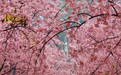 一夜风雨,早樱依旧!游人打伞漫步东湖樱花园