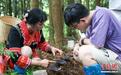 (乡村行·看振兴)广东涡水镇:林下灵芝“点绿成金” 闯出富民新路