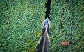 洪湖双节“王炸”邀你“回家”:千架无人机点亮夜空,青春版《洪湖赤卫队》实景回归