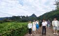 (走进中国乡村)“吃茶去”品出武夷山星村镇的茶旅共富图景