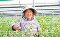 沃野多良田 乡村景色新