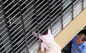 女童“挂”12层防盗网外,邻居和保安用小板凳共同托住