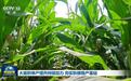 大面积单产提升持续加力 夯实秋粮稳产基础