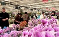 2026大市场看中国年丨400万株蝴蝶兰俏销 年宵花点燃马年新春消费热