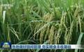 各地做好田间管理 夯实粮食丰收基础