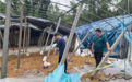 浙江灾后农业生产正加速恢复