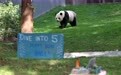 旅美大熊猫“宝力”迎来5岁生日