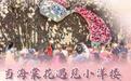 文旅新探丨当海棠花遇见小洋楼,天津最美的春天藏在这里
