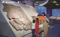 6亿年前的“海怪”都长什么样?海洋古生物化石展等你来