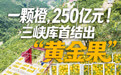 开局之年看中国•潮涌荆楚|一颗橙,250亿元!三峡库首结出“黄金果”