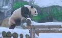 首只在俄出生的大熊猫收到新年礼物小雪橇,不过它更喜欢吃的