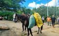 新疆“骏马义工”驰援广西横州 马主称“大家庭”要互帮互助