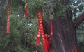 人文郏县 此心安处是郏乡丨一个苏东坡吸引多少人回“郏”