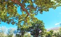 民宿火、青稞酒香、鲑鱼出圈!西藏这五年,产业旺了、村民富了