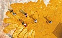 秋润中原焕新颜——写在第九个“中国农民丰收节”到来之际