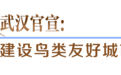 建候鸟栖息港湾,江城处处闻啼鸟