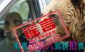 网传新疆喀纳斯棕熊索食险酿大祸?纯属AI虚假编造