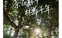 走进景迈山,探访“活着”的古茶林