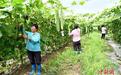 (乡村行·看振兴)广东西连村:特色果蔬“链”起强村富民路