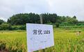 亩产852公斤!成都东部新区水稻丰收“破纪录”