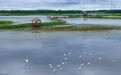 美丽中国|富锦国家湿地公园:霞落星河起 万羽入画来#