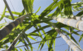 新疆戈壁“甜蜜实验”!广西甘蔗落户于田