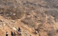 河南新密“山坡免费挖玉”爆火,还有人挖到15斤黄金?当地:早年有玉石矿,但地表只有遗留的矿渣,“有黄金”是假消息