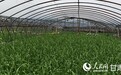 蒜苗地里算细账