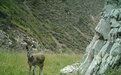 罕见!马麝频频“入镜”祁连山