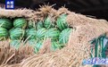 点“经”之笔丨从“鲜瓜接力赛”看“六张网”的民生底色