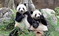 日媒:大熊猫归还中国后,日本上野动物园客流量明显减少