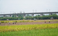 从“看天吃饭”到“数智耕田”