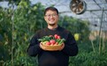 从实验室到城市阳台!华农博士深耕新农业,小番茄闯出创业富民大市场