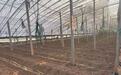 “中国蔬菜之乡”寿光遭遇持续高温,最高达41.8℃!记者实探蔬菜大棚感觉像进“蒸笼”,有村民称只能凌晨两点起来干活