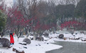 雪落梅枝绽芳华,洪山区幸福湾公园雪日限定美景上线